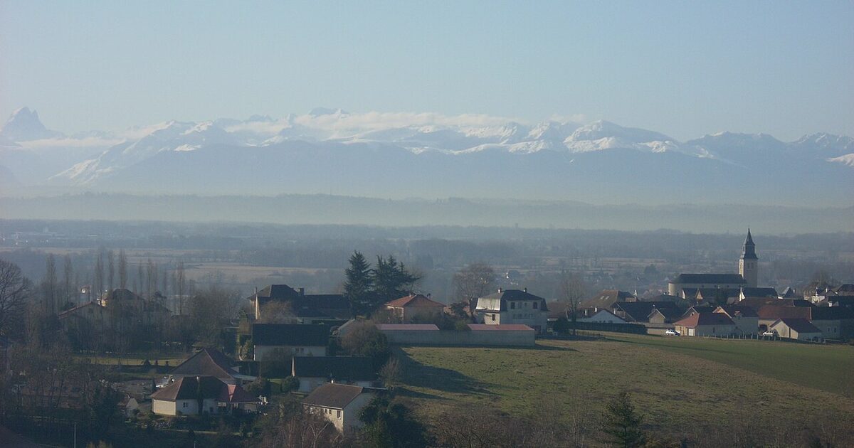 Sauvagnon — photo réelle (Wikimedia Commons, Laurent NERON)